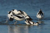 Avocet