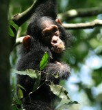 Chimps of Uganda