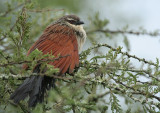 White-browed Coucal