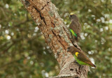 Brown Parrot