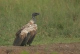 African White-backed Vulture