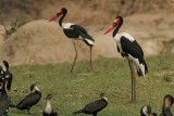 Saddle-billed Stork