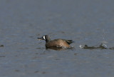 Blue-winged Teal