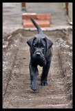 Maisy 10wks_30