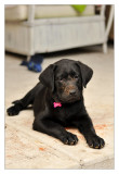 Maisy 11wks_3sml.jpg