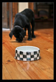 Maisy 11wks_34sml.jpg