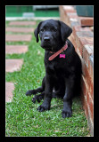 Maisy_167sml.jpg