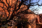 Tree by Partition Arch, Arches National Park