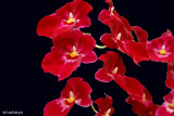 Orchids in Hawaii - An Experiment