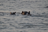 Hippos in the Zambese River.JPG