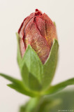 Hibiscus bud