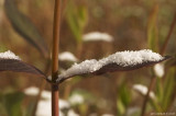 Leaf with snow