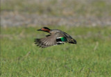  GREEN-WINGED TEAL in flight
