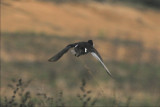  RING-NECKED DUCK IN FLIGHT