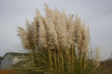 Pampas Grass