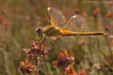 Red-veined darter <BR>(Sympetrum fonscolombii)