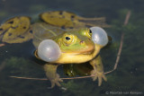 Pool frog <BR>(Rana lessonae)