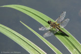 Four-spotted chaser <BR>(Libellula quardrimaculata)