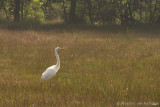 Great white heron <BR>(Egretta alba)