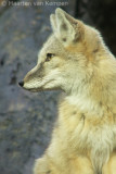 Corsac fox <BR>(Vulpes corsac)