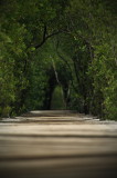 Playa Avellana Grove Boardwalk