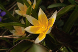 Species Tulip Tarda