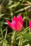 Rose/Red Species Tulip