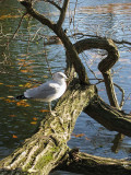 Gull on Tree