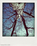 tree pola ret.jpg