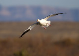 Bosque del Apache_103.JPG