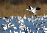 Bosque del Apache_109.JPG