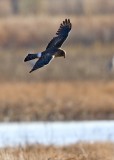 Bosque del Apache_11.JPG