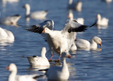 Bosque del Apache_113.JPG