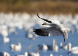 Bosque del Apache_115.JPG