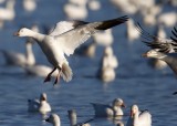Bosque del Apache_117.JPG