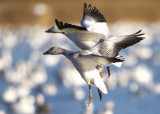 Bosque del Apache_120.JPG