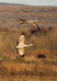 Bosque del Apache_139.JPG