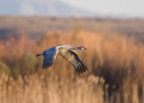 Bosque del Apache_141.JPG