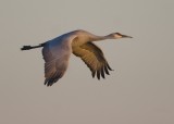 Bosque del Apache_145.JPG