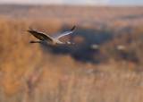 Bosque del Apache_149.JPG