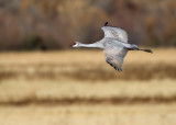 Bosque del Apache_156.JPG