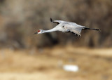 Bosque del Apache_157.JPG
