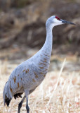 Bosque del Apache_163.JPG