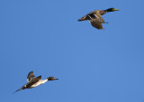 Bosque del Apache_17.JPG