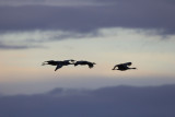 Bosque del Apache_191.JPG