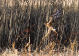 Bosque del Apache_211.JPG