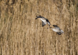 Bosque del Apache_221.JPG