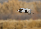 Bosque del Apache_225.JPG