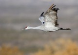 Bosque del Apache_227.JPG