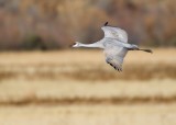 Bosque del Apache_229.JPG